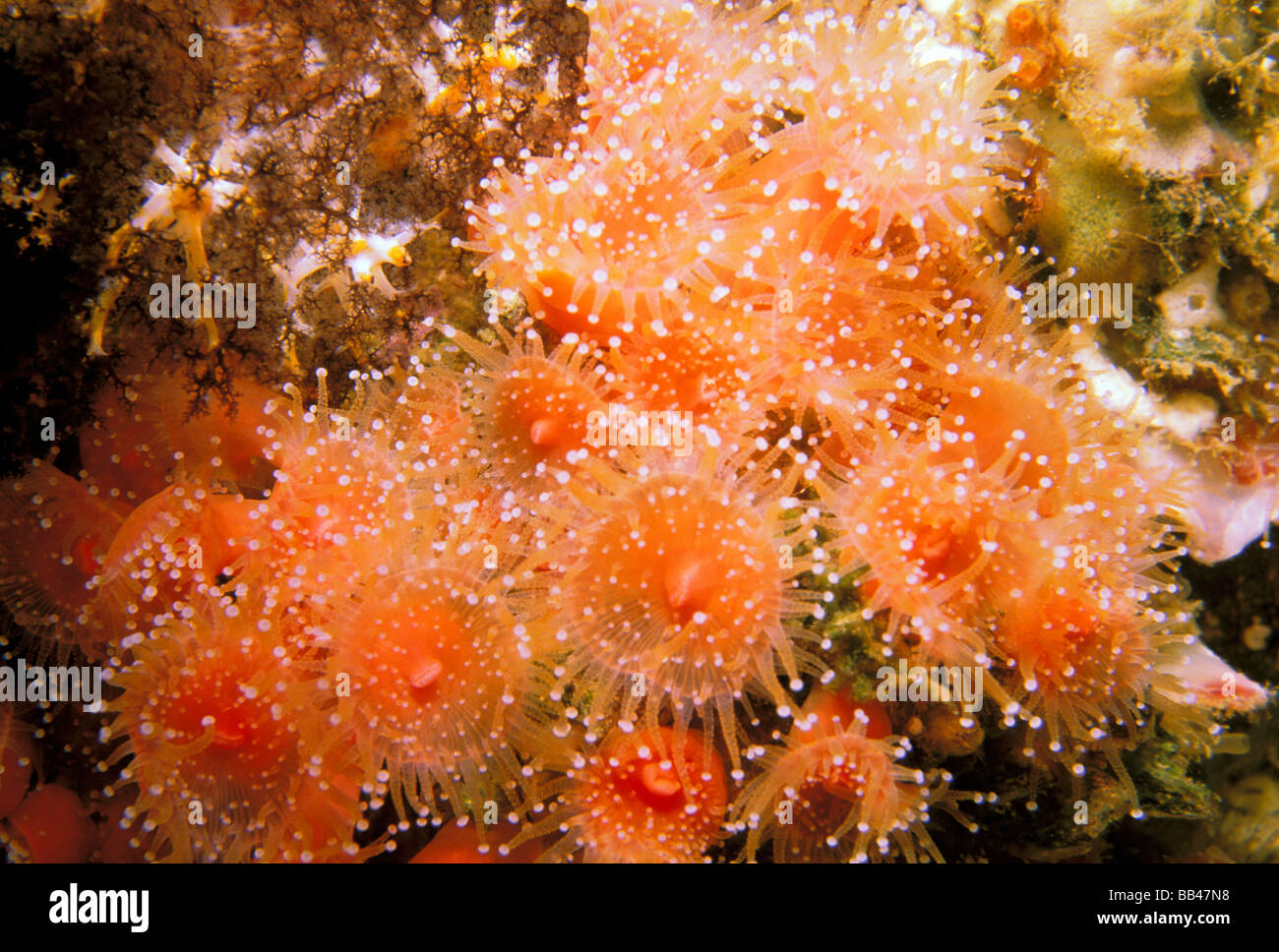 USA, California, Santa Barbara Islands. Strawberry anemones. Stock Photo