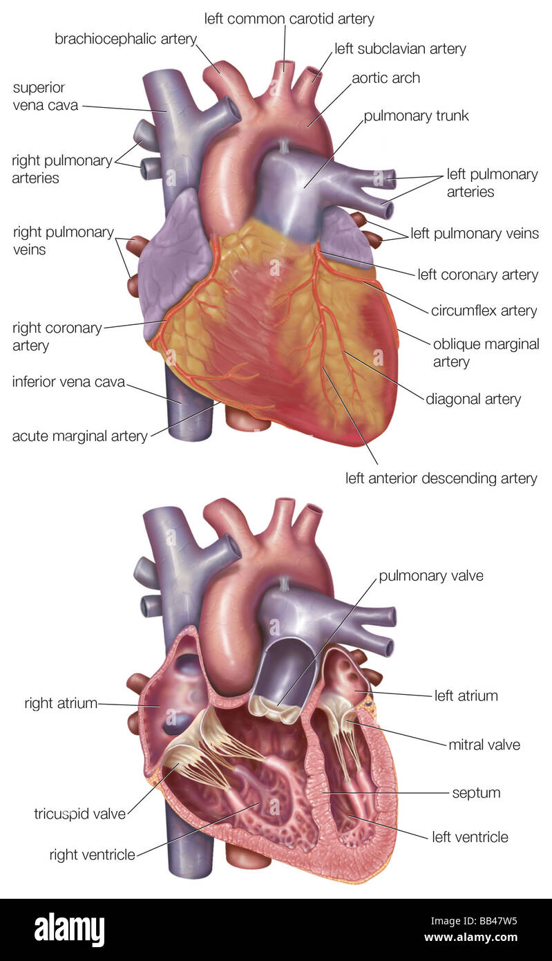 Diagram showing the exterior and a cross-section of the human heart Stock Photo