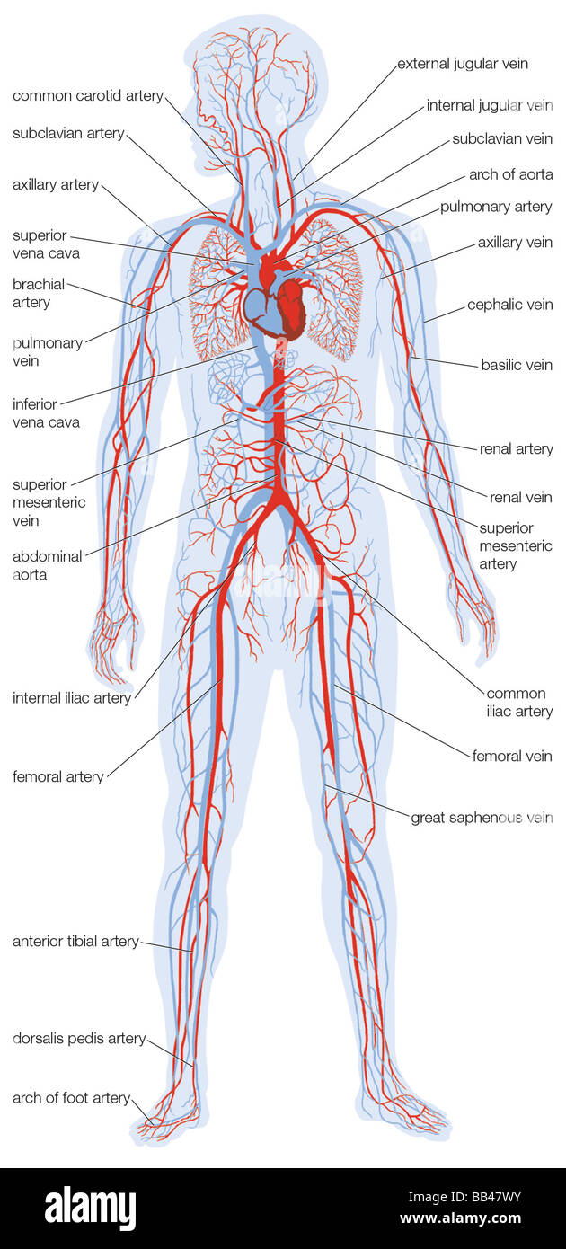 Silhouette of the human body showing the location and extent of the heart and vascular system. Stock Photo
