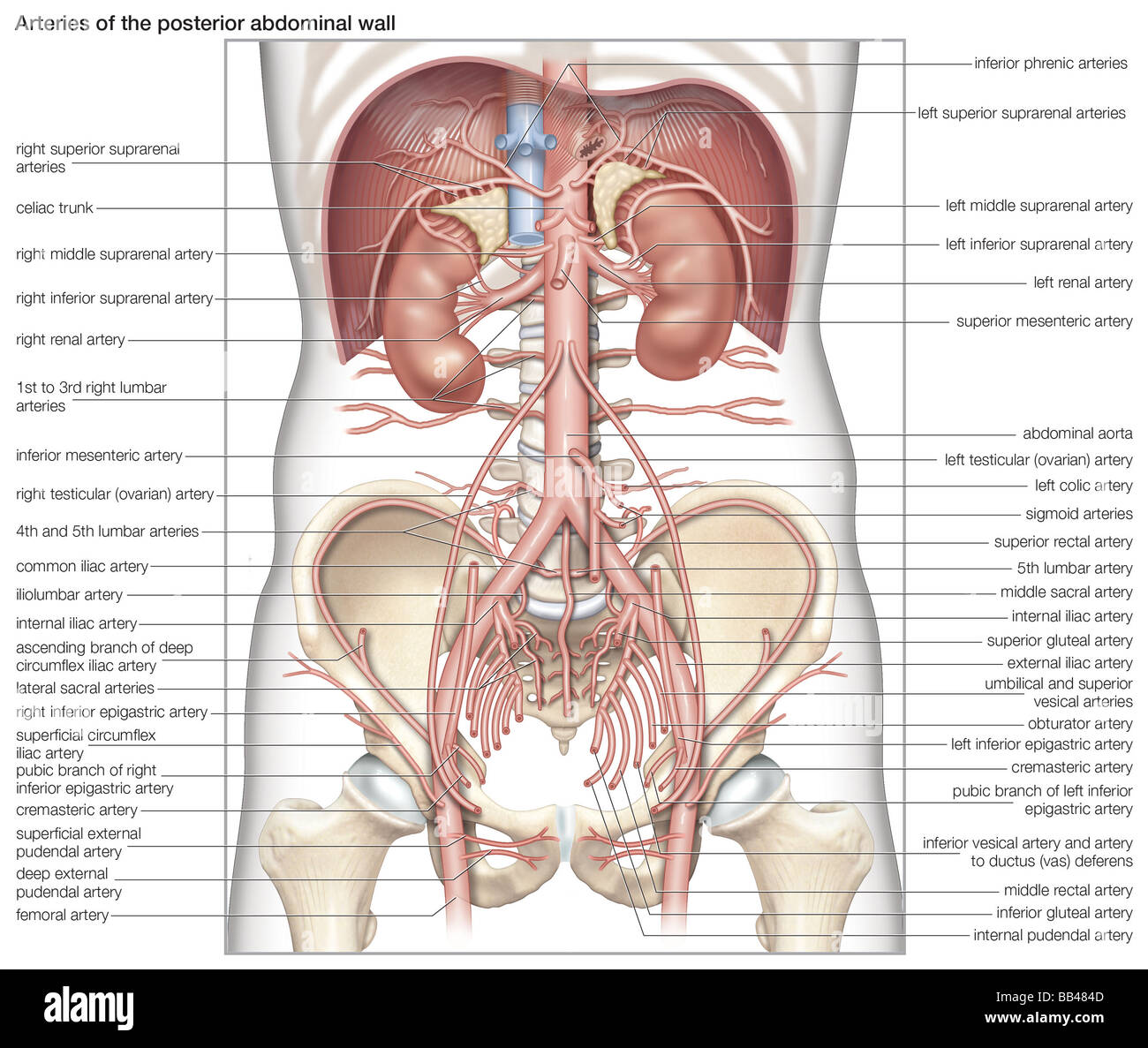 Arteries of the posterior abdominal wall Stock Photo - Alamy