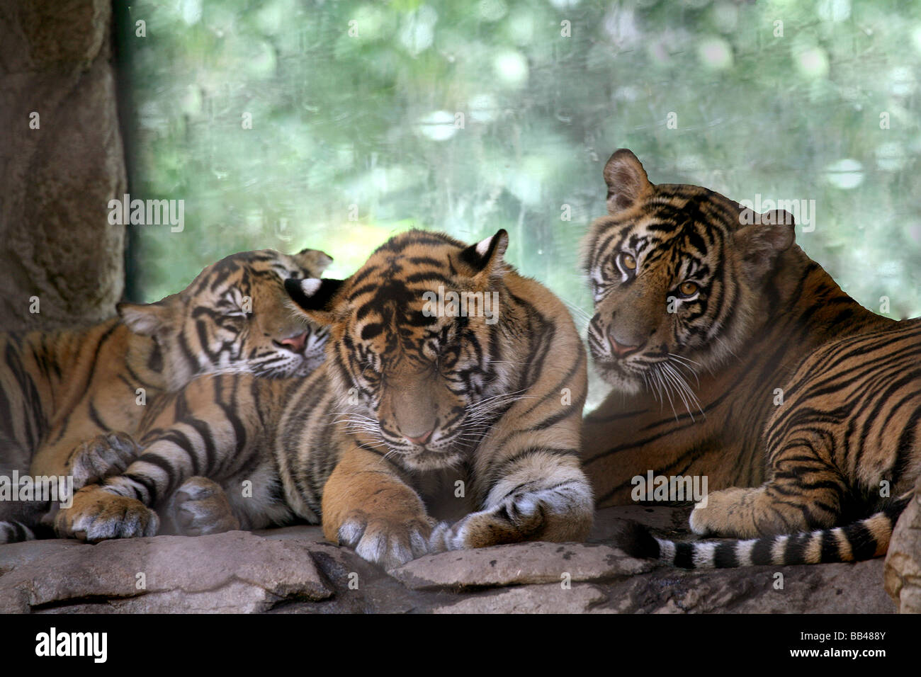 3 sumatran tiger cubs (Panthera tigris sumatrae) born at the Sacramento Zoo, November 24th, 2007 Stock Photo