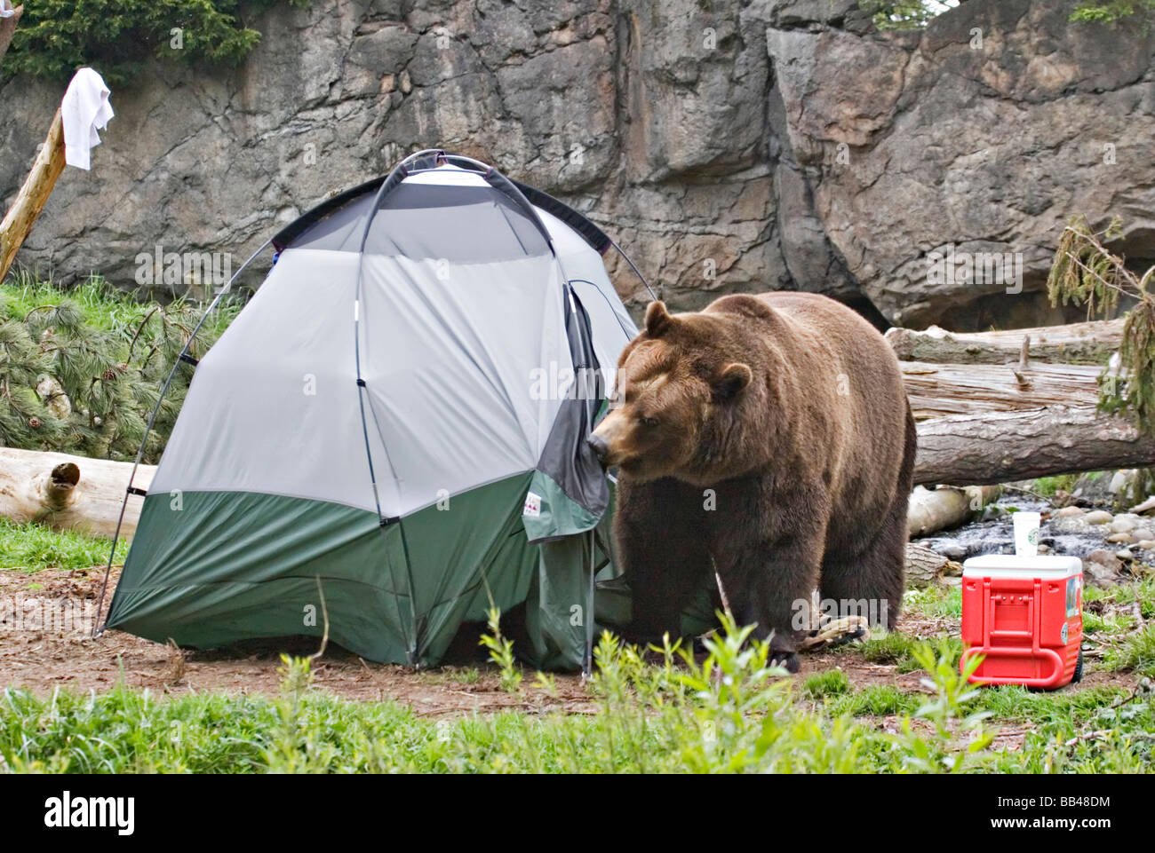 USA, Washington, Seattle, Woodland Park Zoo. A Brown bear breaking into