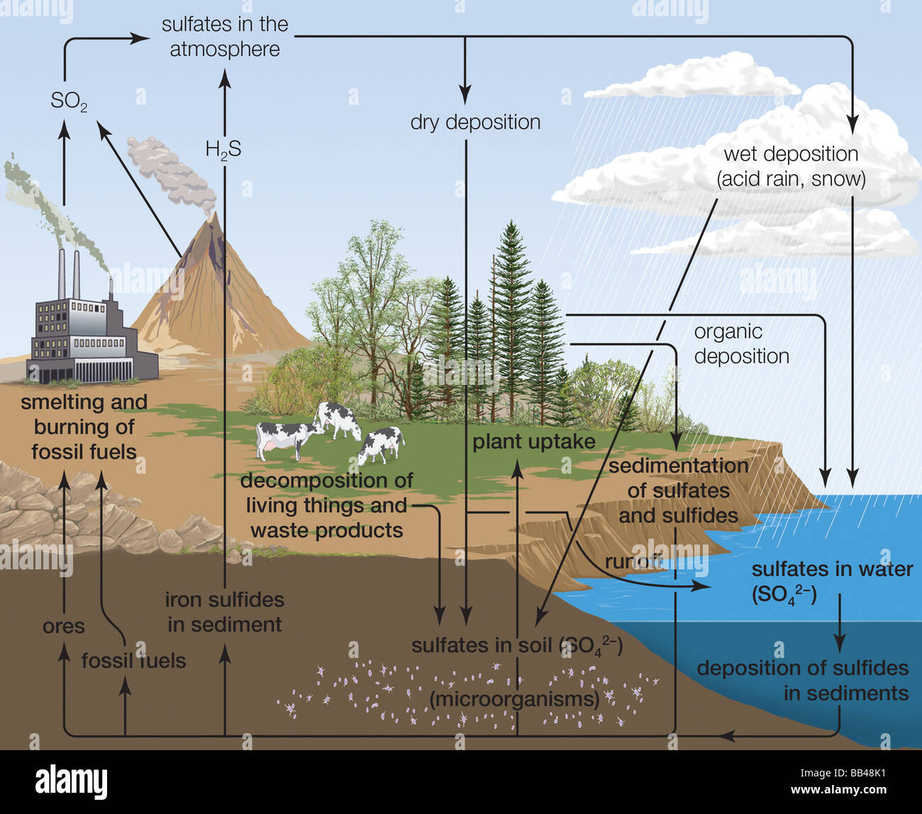 The circulation of sulfur in various forms through nature. Stock Photo