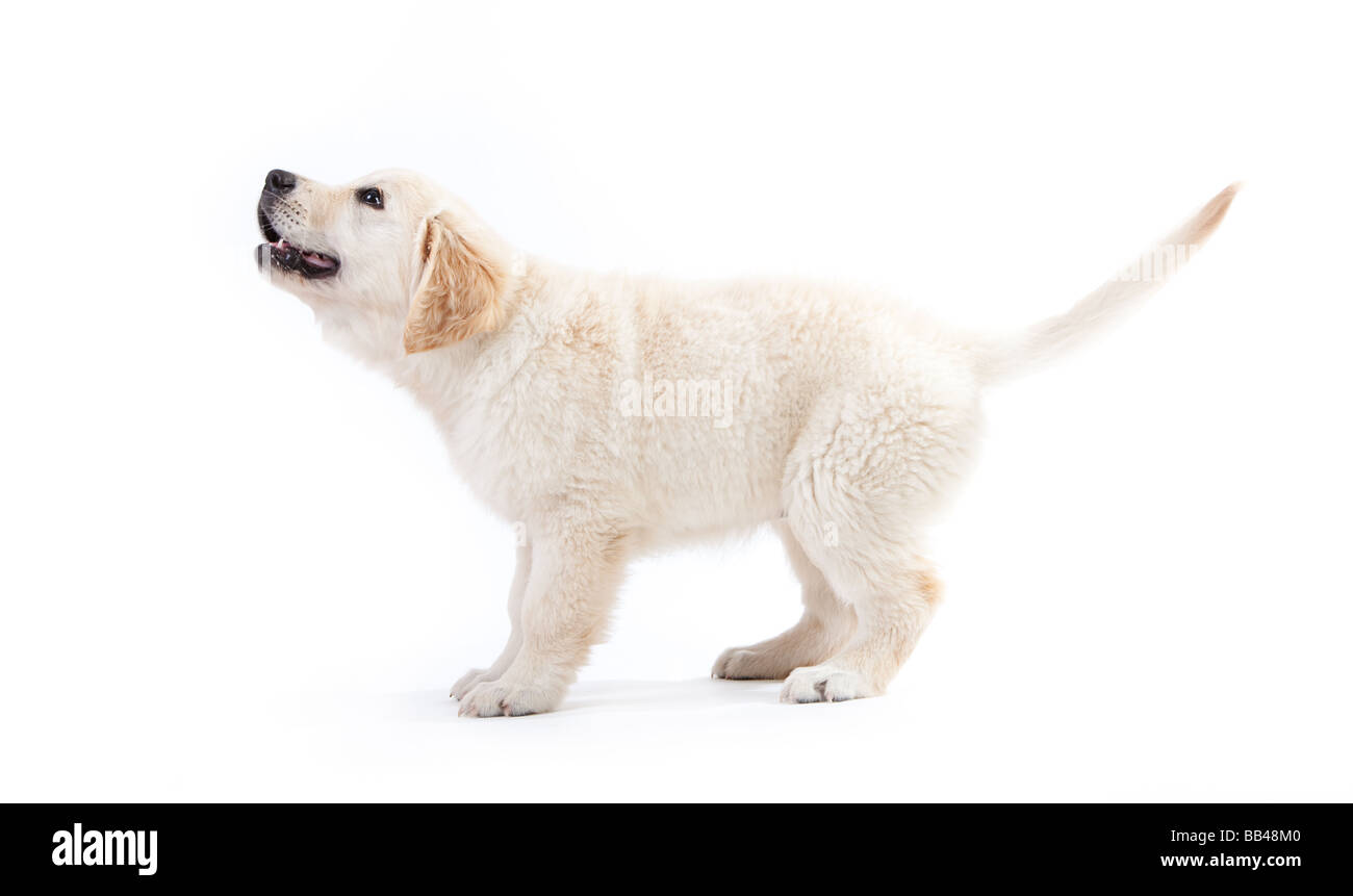 Side view adorable young Cut Out Stock Images & Pictures - Alamy
