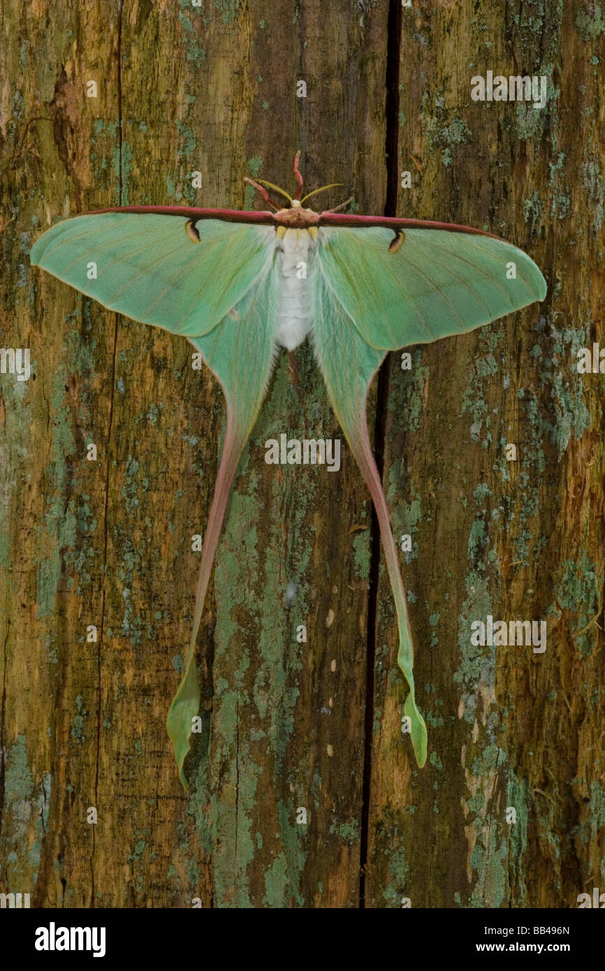 Sammamish, Washington Silk Moth from China Actias dubernardi female ...