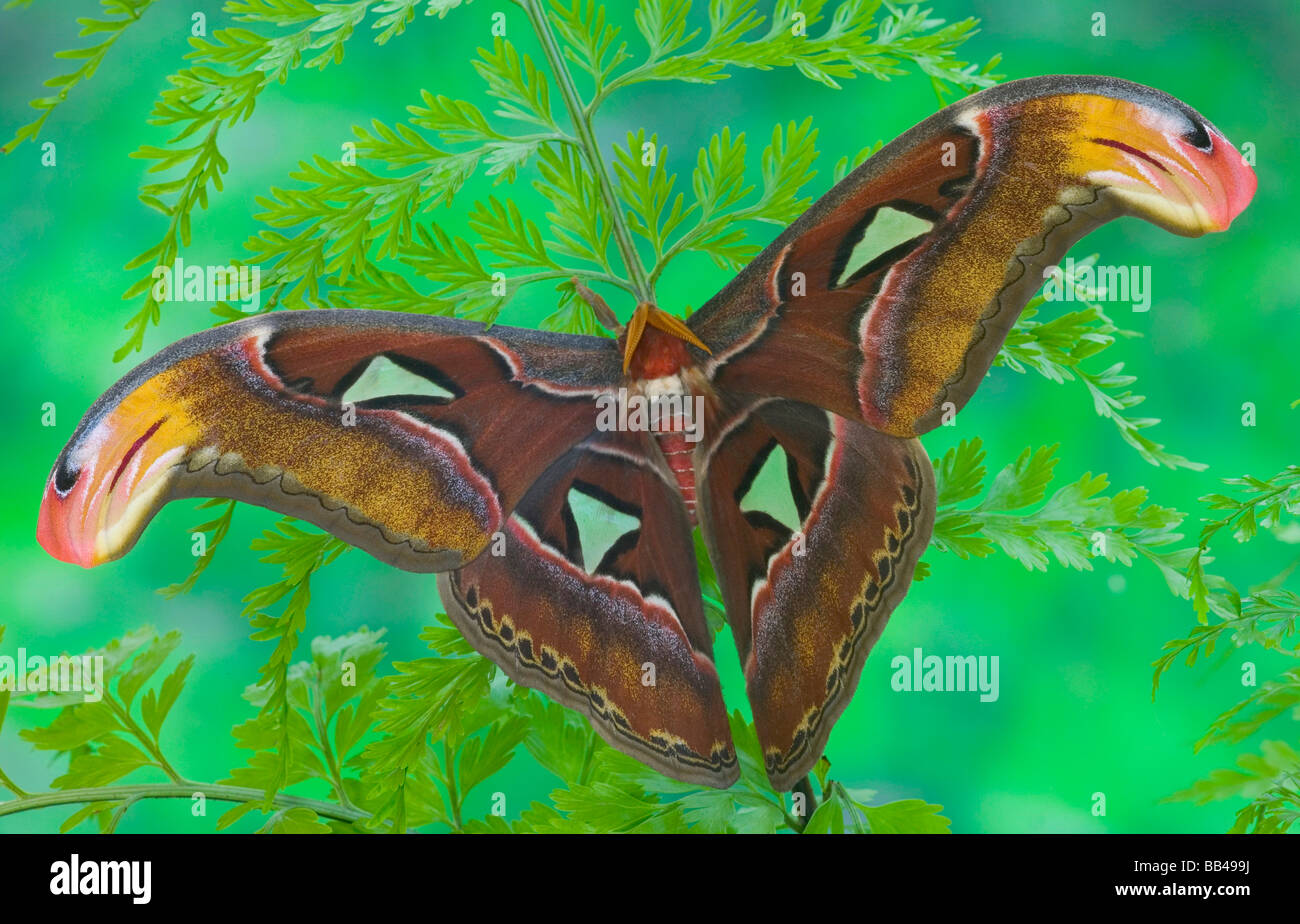 Sammamish, Washington captive raise largest of moths the Atlas Moth