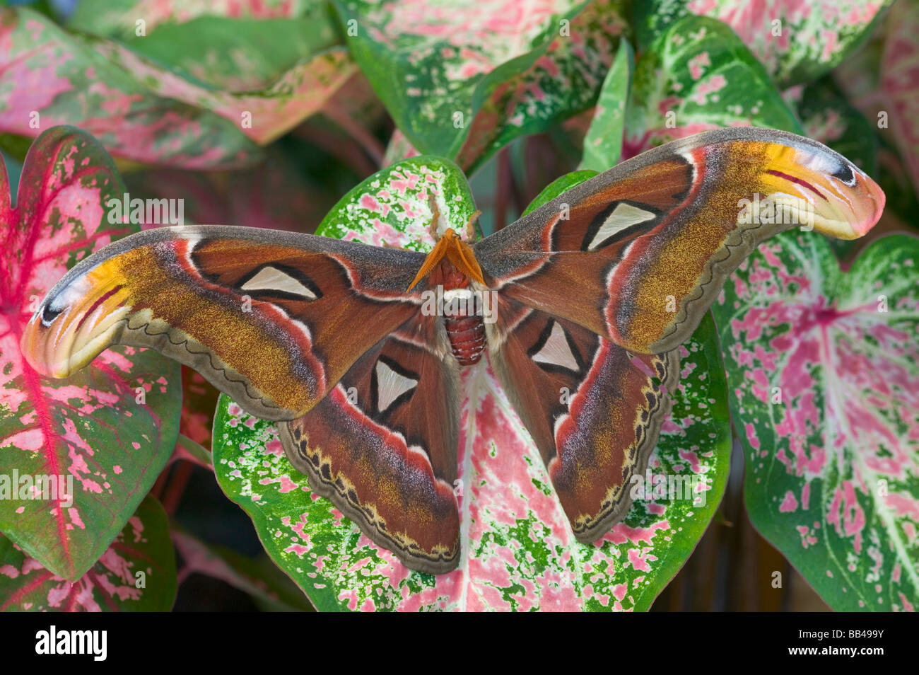 Sammamish, Washington captive raise largest of moths the Atlas Moth, Attacus atlas Stock Photo