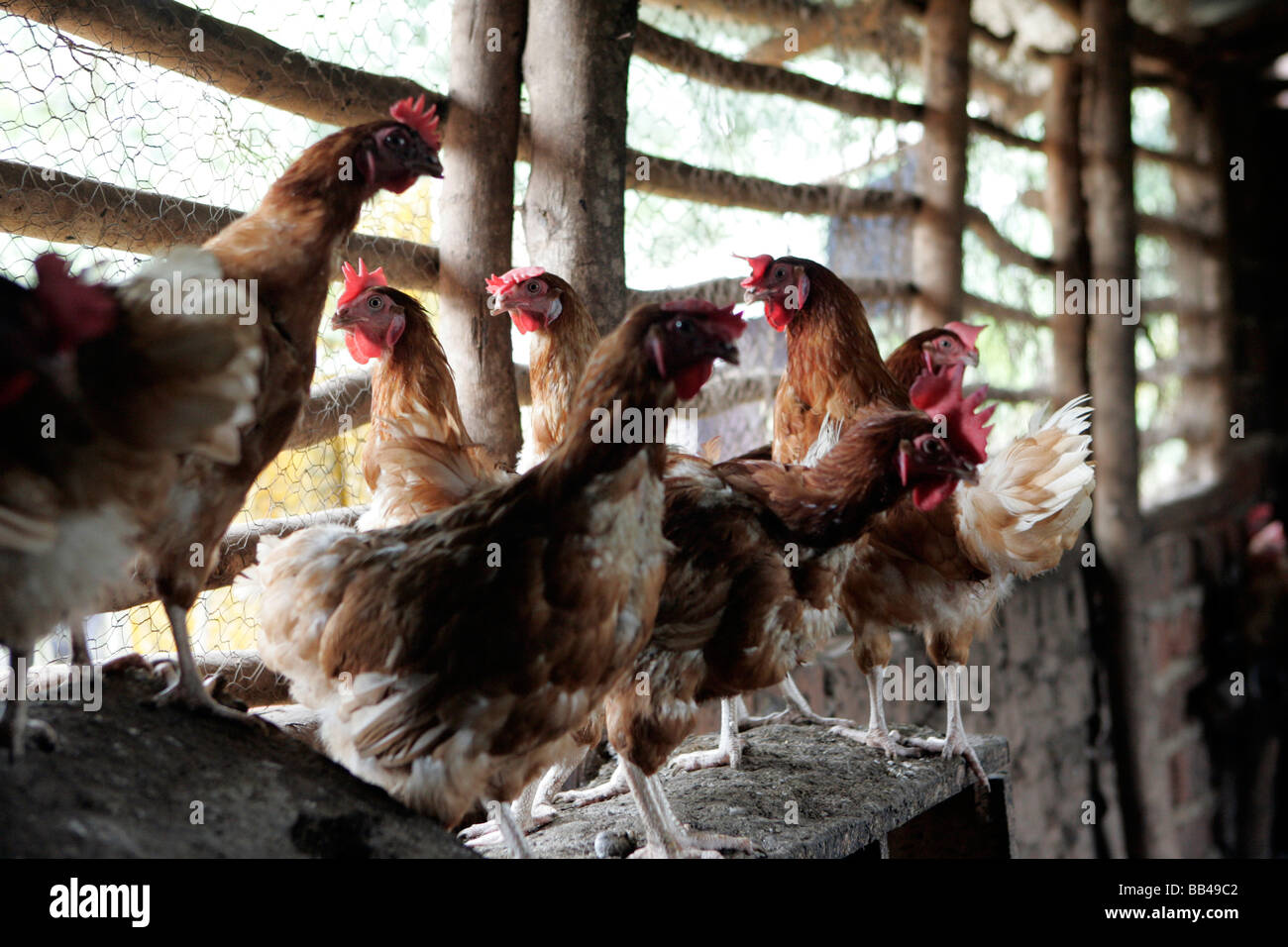 Chicken coop africa hires stock photography and images Alamy