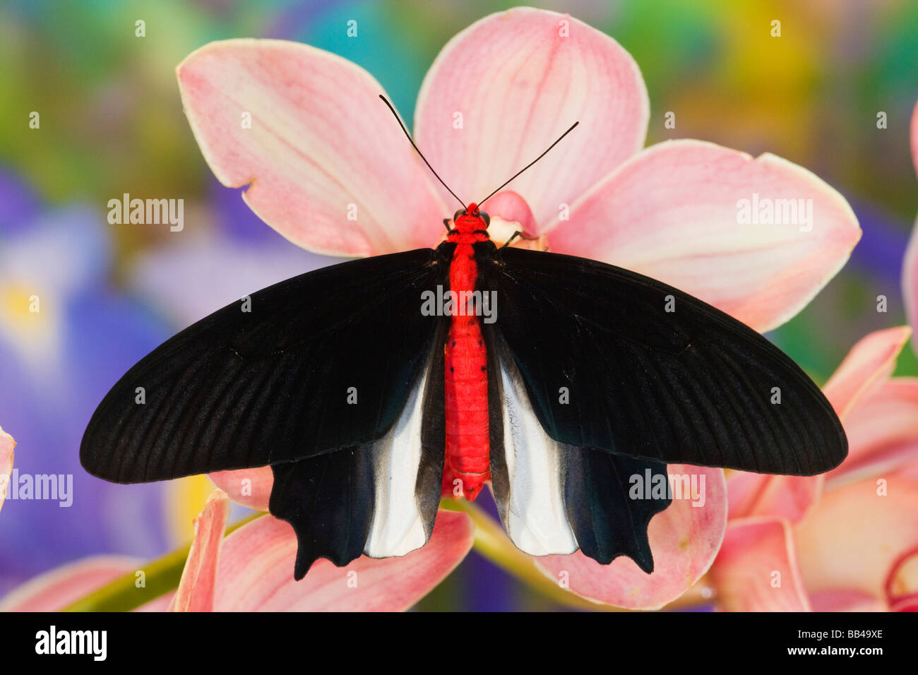 Sammamish Washington Tropical Butterflies photograph of Atrophaneura