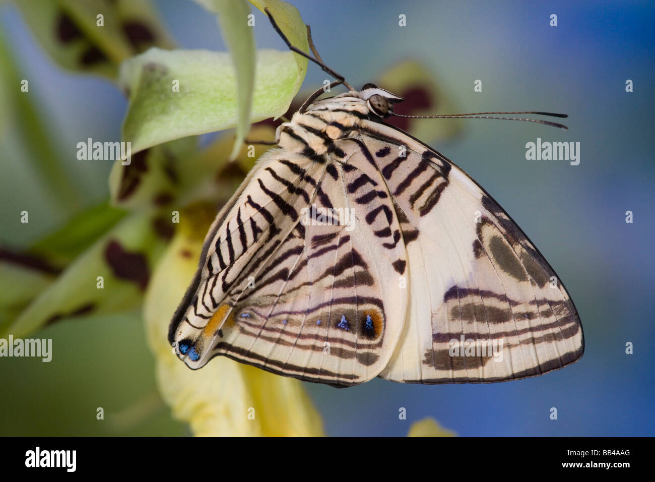 Sammamish Washington Tropical Butterflies photograph of the Colobura dirce, Zebra Mosaic butterfly Stock Photo