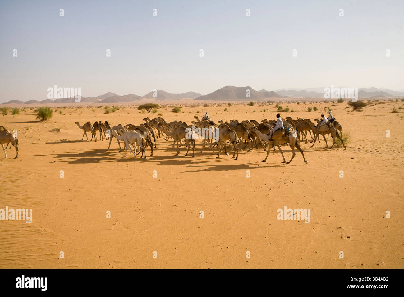 A camel caravan travels through the Sahara Desert, Sudan.150,000 camels travel from Sudanto Egypt yearly to be sold. Stock Photo