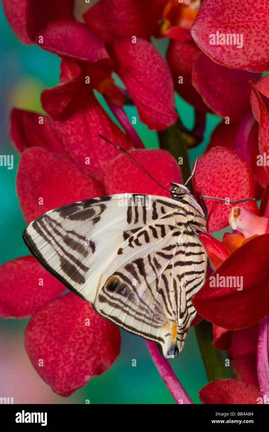 Sammamish Washington Tropical Butterflies photograph of the Colobura
