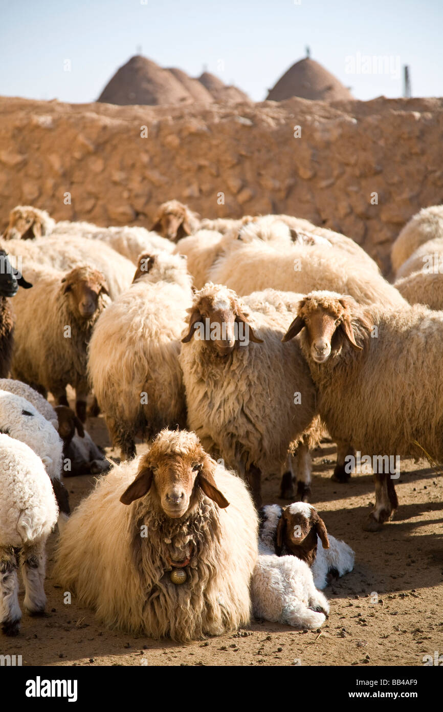 Arabic sheep hi-res stock photography and images - Alamy