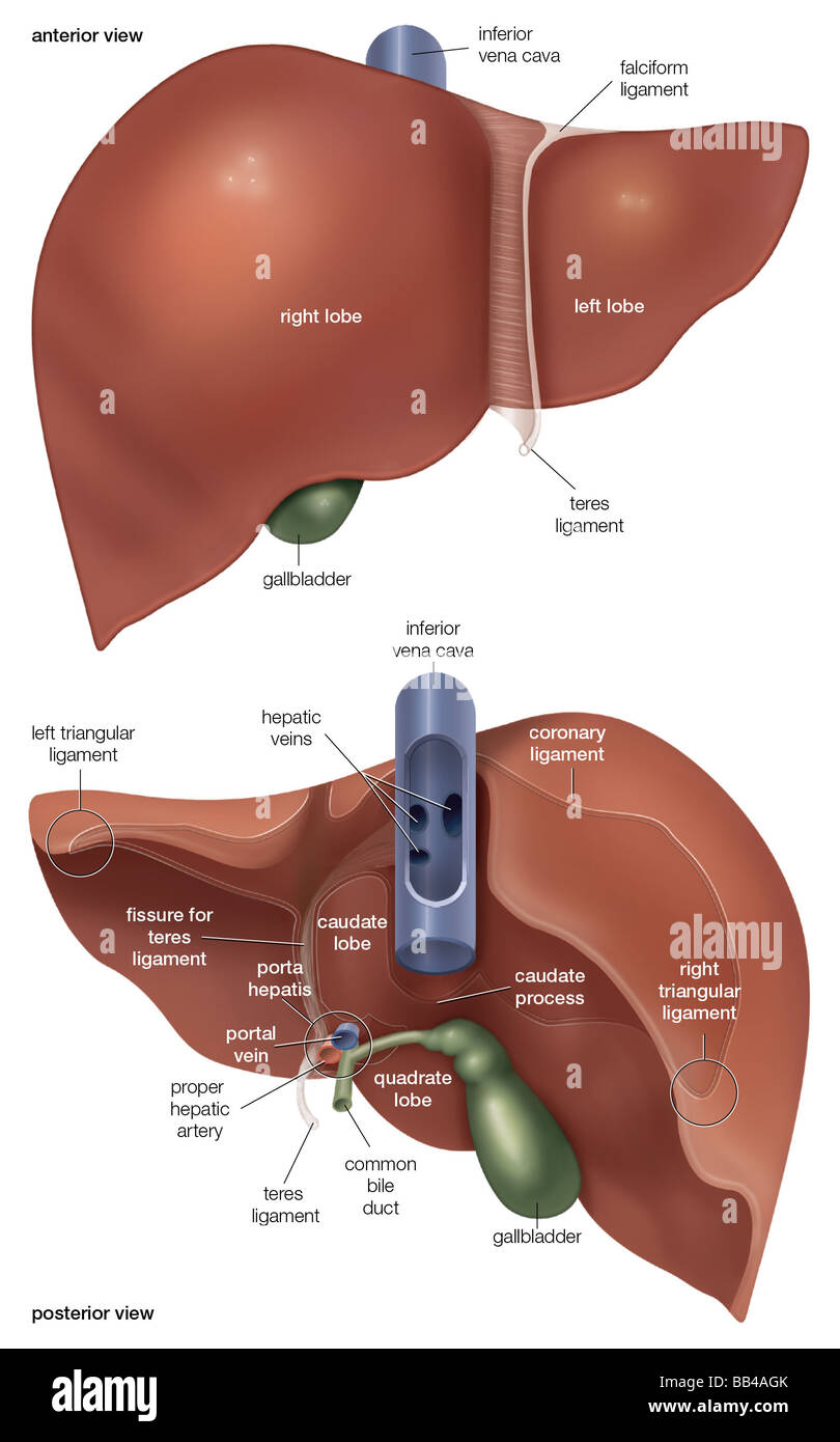 Anterior and posterior views of the liver Stock Photo