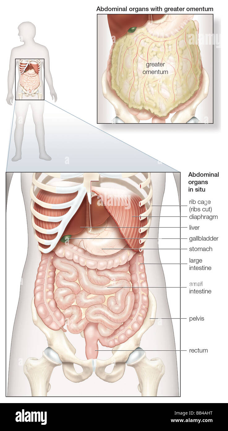 Diagram of the human abdominal cavity, showing the digestive organs in situ, as well as covered by the omentum Stock Photo