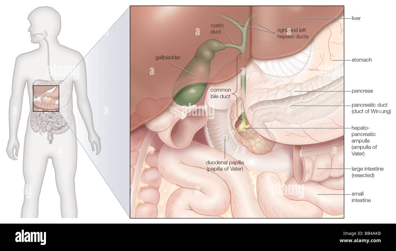 The gallbladder and bile ducts in situ Stock Photo