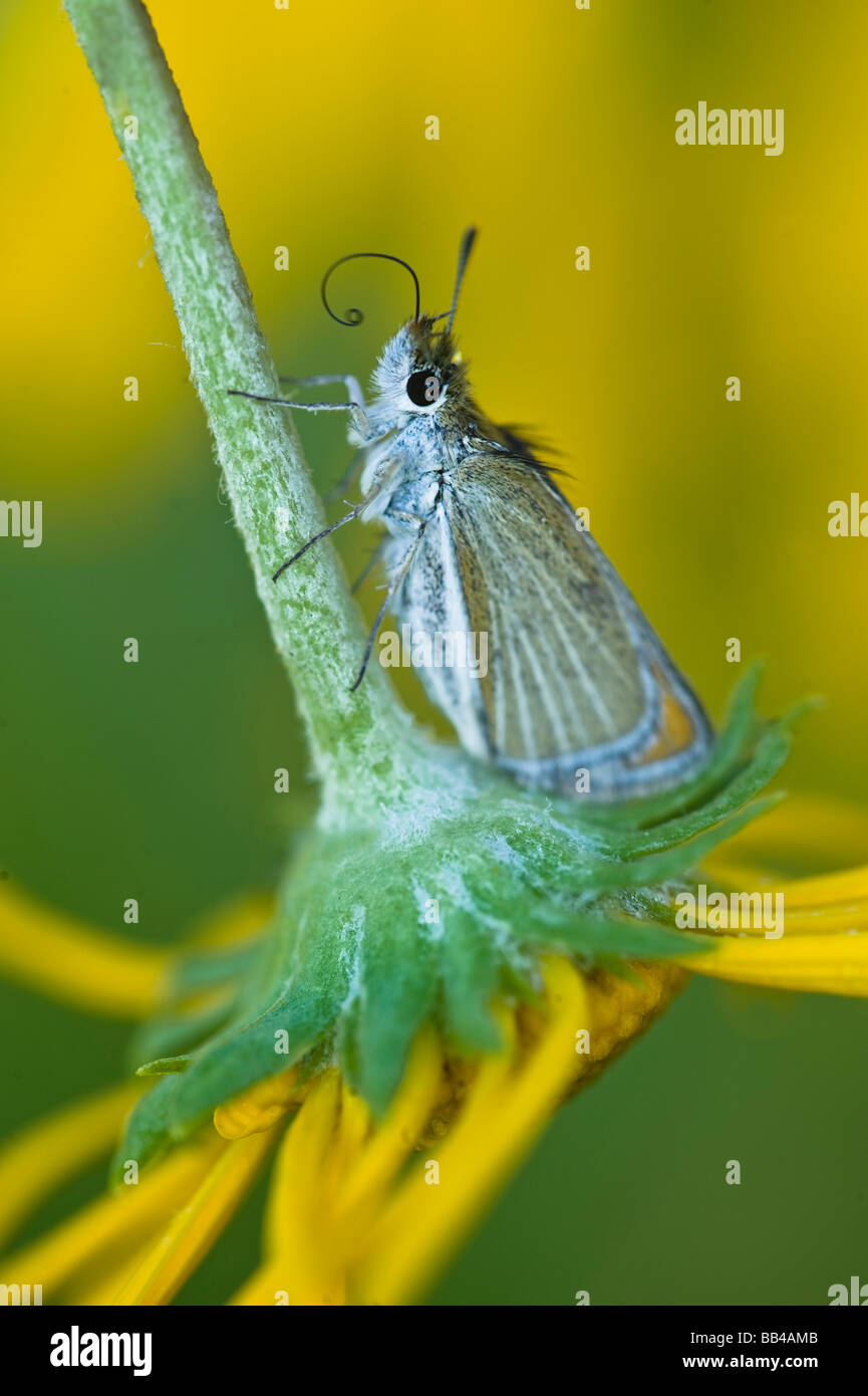 Colorado butterfly hi-res stock photography and images - Alamy