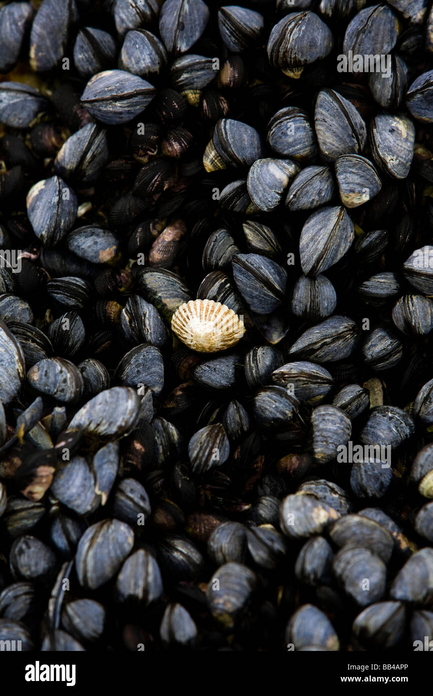 A single white shell is set among a group of black mussels. Stock Photo
