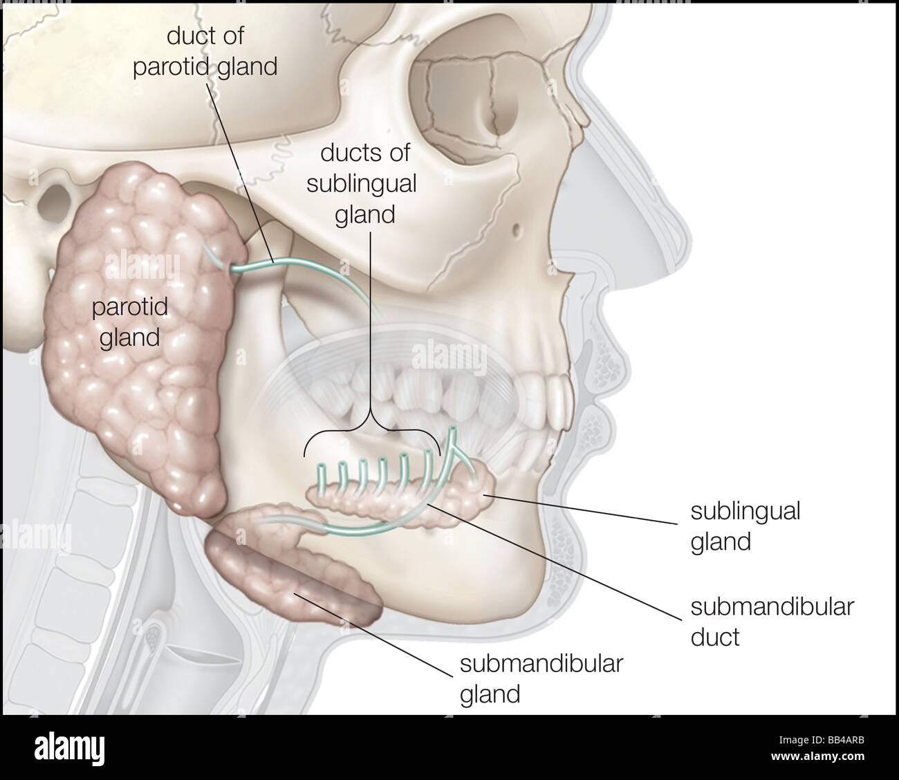 The three major pairs of salivary glands Stock Photo