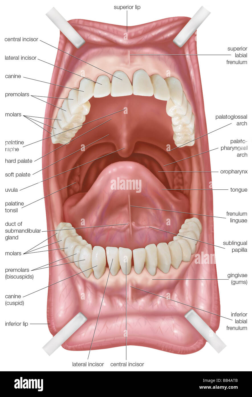 Mouth, including teeth and roof of mouth Stock Photo