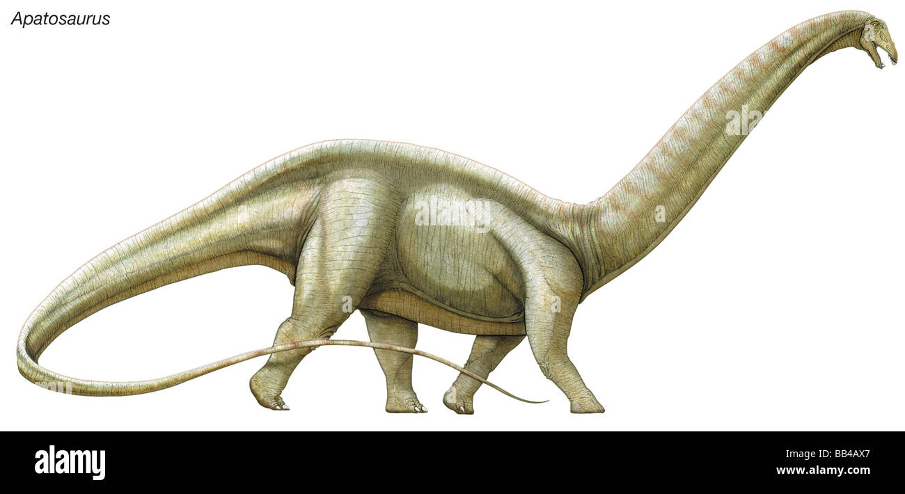 Apatosaurus ('deceptive lizard,' formerly known as Brontosaurus), a massive herbivorous dinosaur from the Late Jurassic era. Stock Photo