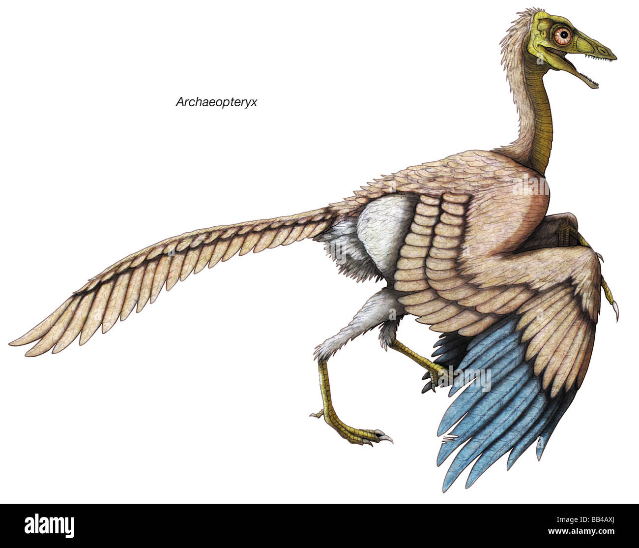 Archaeopteryx, the 'feathered' dinosaur of the late Jurassic period, is considered the first known bird. Stock Photo