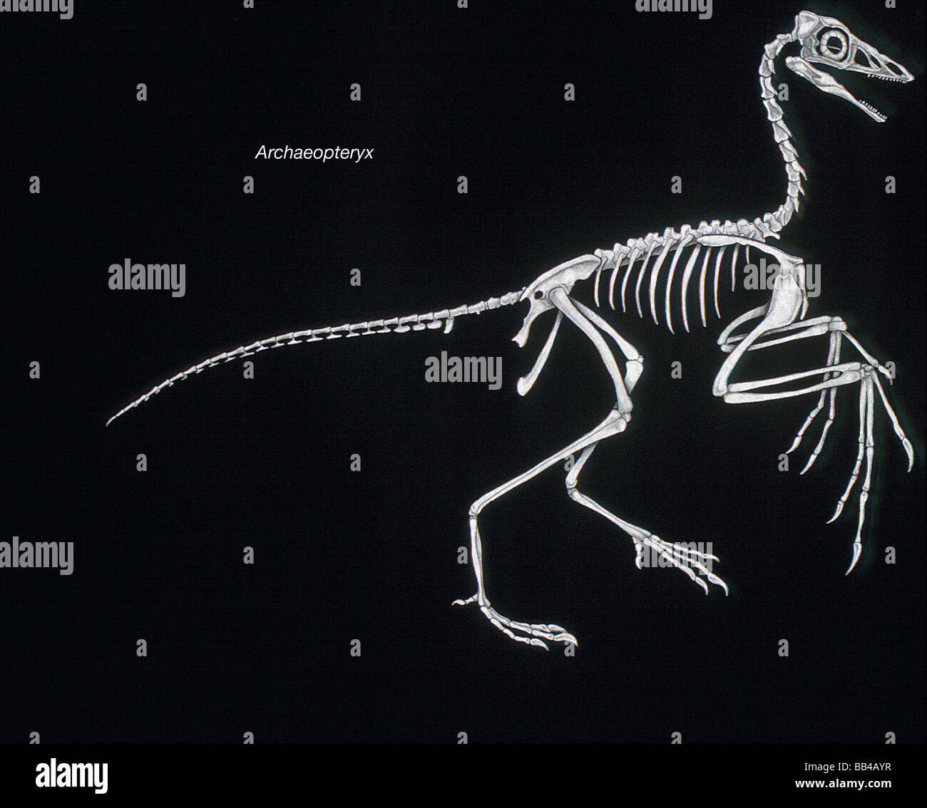 Skeleton of Archaeopteryx, the 'feathered' dinosaur of the late Jurassic bird, considered to be the first known bird. Stock Photo