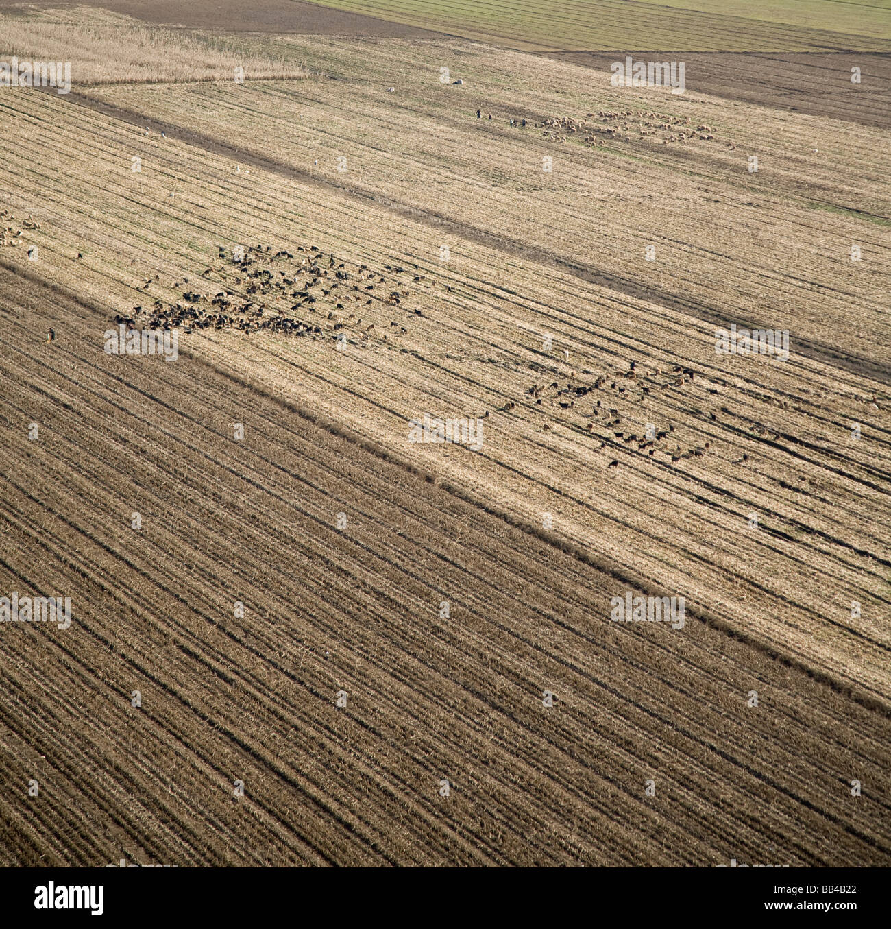 Lifestock in farmland in central Turkey. Stock Photo