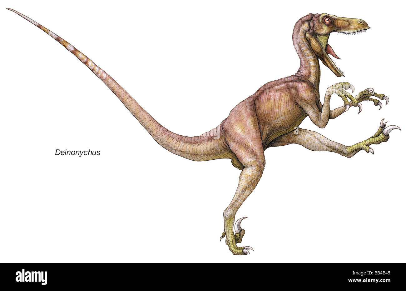 Early Cretaceous dinosaur Deinonychus, whose name means 'terrible claw,' after the huge, sharp claws on each of its second toes Stock Photo