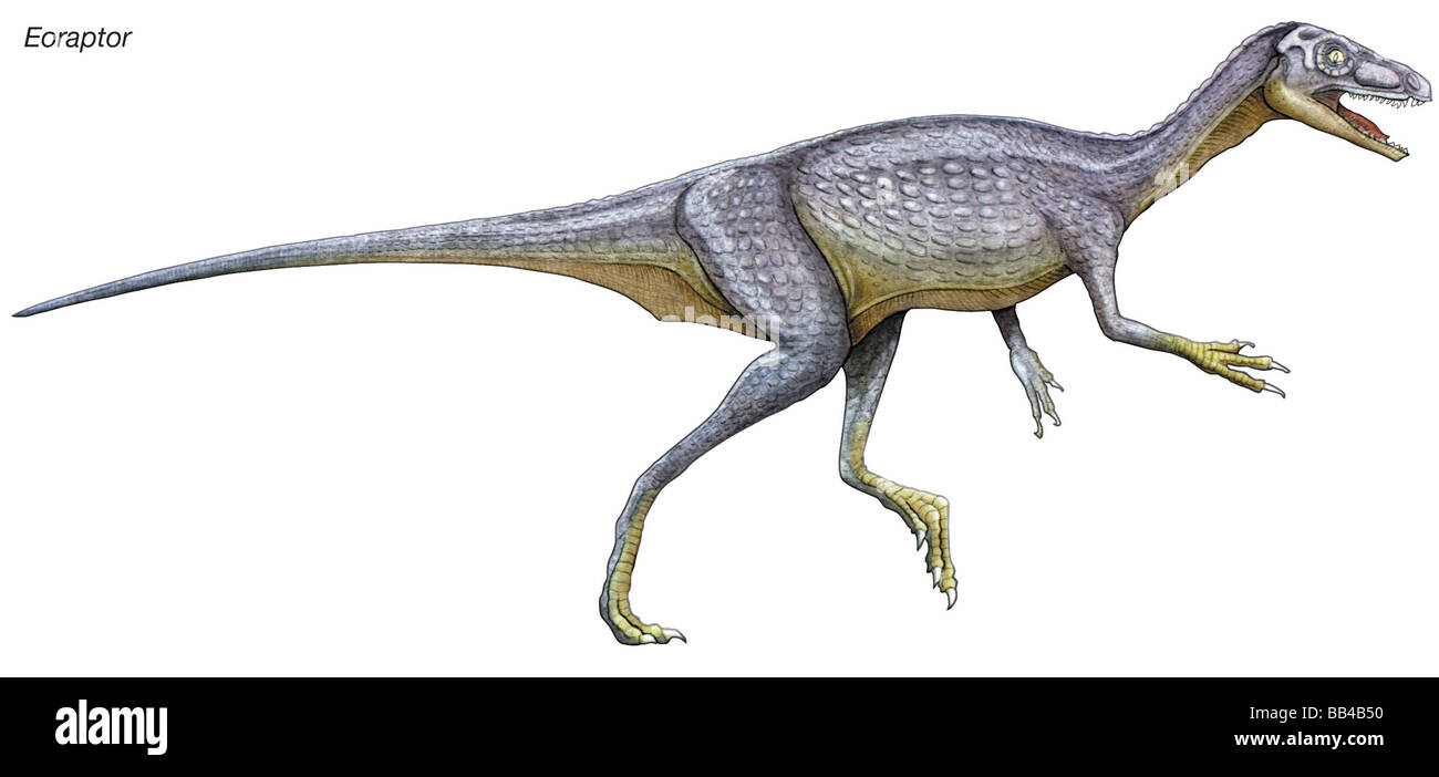 Eoraptor, late Triassic dinosaur. This tiny carnivore is close to what the common ancestor of all dinosaurs might look like. Stock Photo