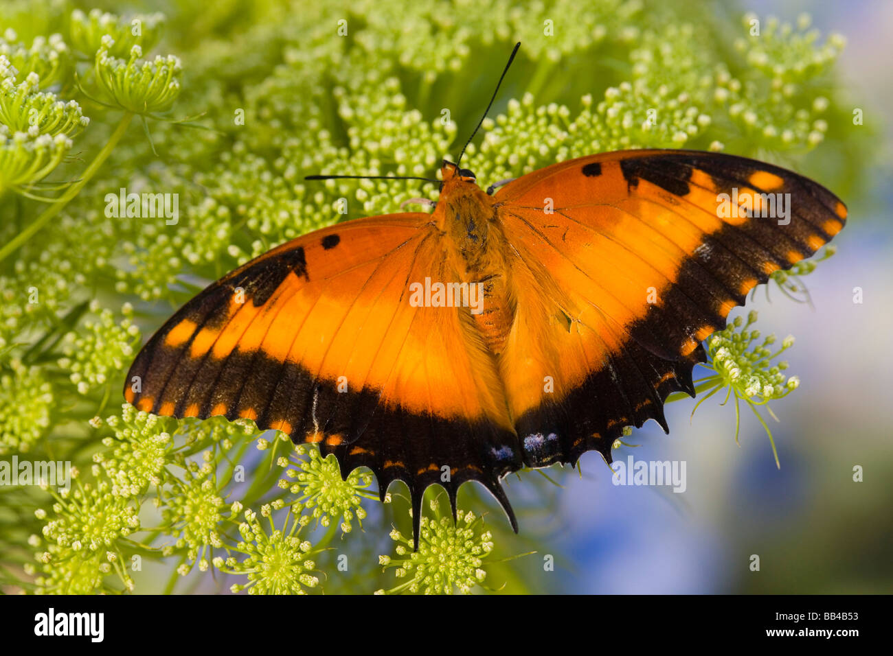 Bộ sưu tập cánh vẩy 4 - Page 23 Sammamish-washington-tropical-butterflies-photograph-of-charaxes-pollux-BB4B53