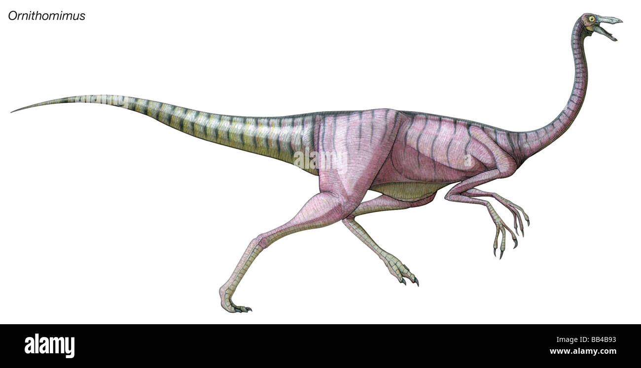 Ornithomimus, late Cretaceous dinosaur. A swift omnivore with a small head and toothless beak, its name means 'bird mimic.' Stock Photo