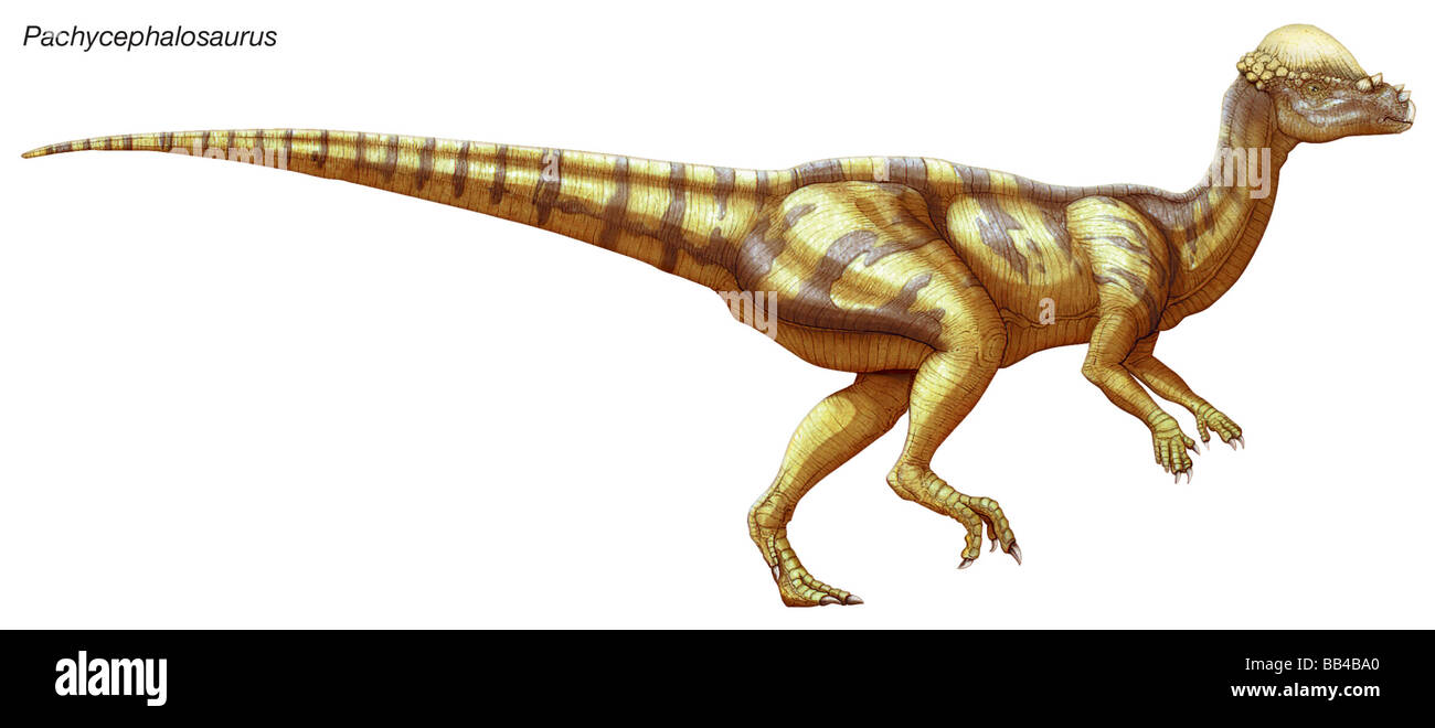 Pachycephalosaurus, 'thick-headed lizard,' a late Cretaceous Era herbivore with a distinctive dome-shaped skull and spiky snout. Stock Photo