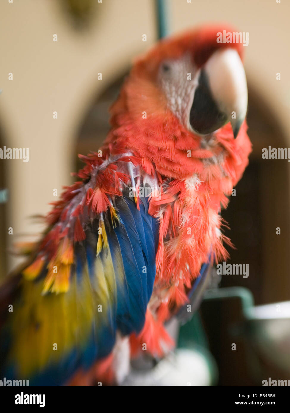 Brightly colored bird in hotel Stock Photo