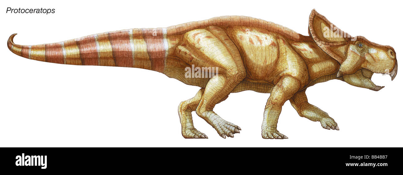 Protoceratops, 'first horned face,' late Cretaceous Period. Solidly built, this herbivore had a parrotlike beak and bony frill. Stock Photo