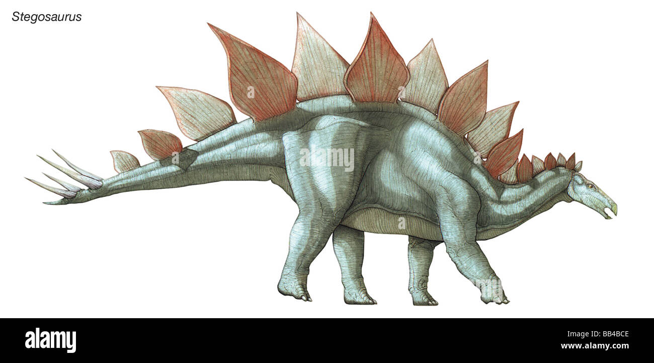 Stegosaurus, 'roof lizard,' the largest known plated dinosaur, lived during the late Jurassic period. Stock Photo