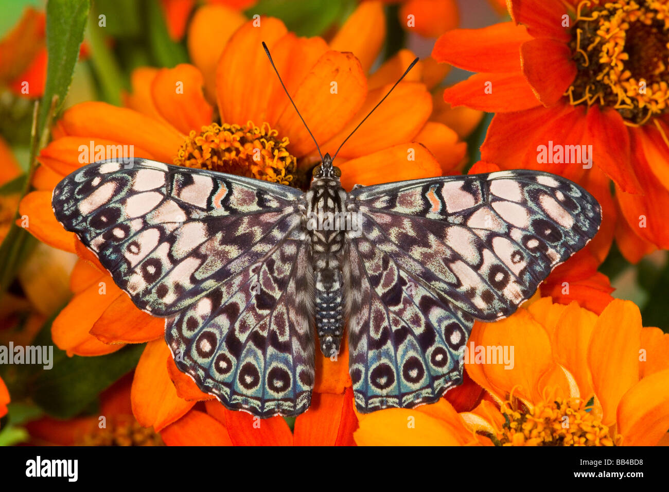 Sammamish Washington Tropical Butterflies photograph of Hamadryas