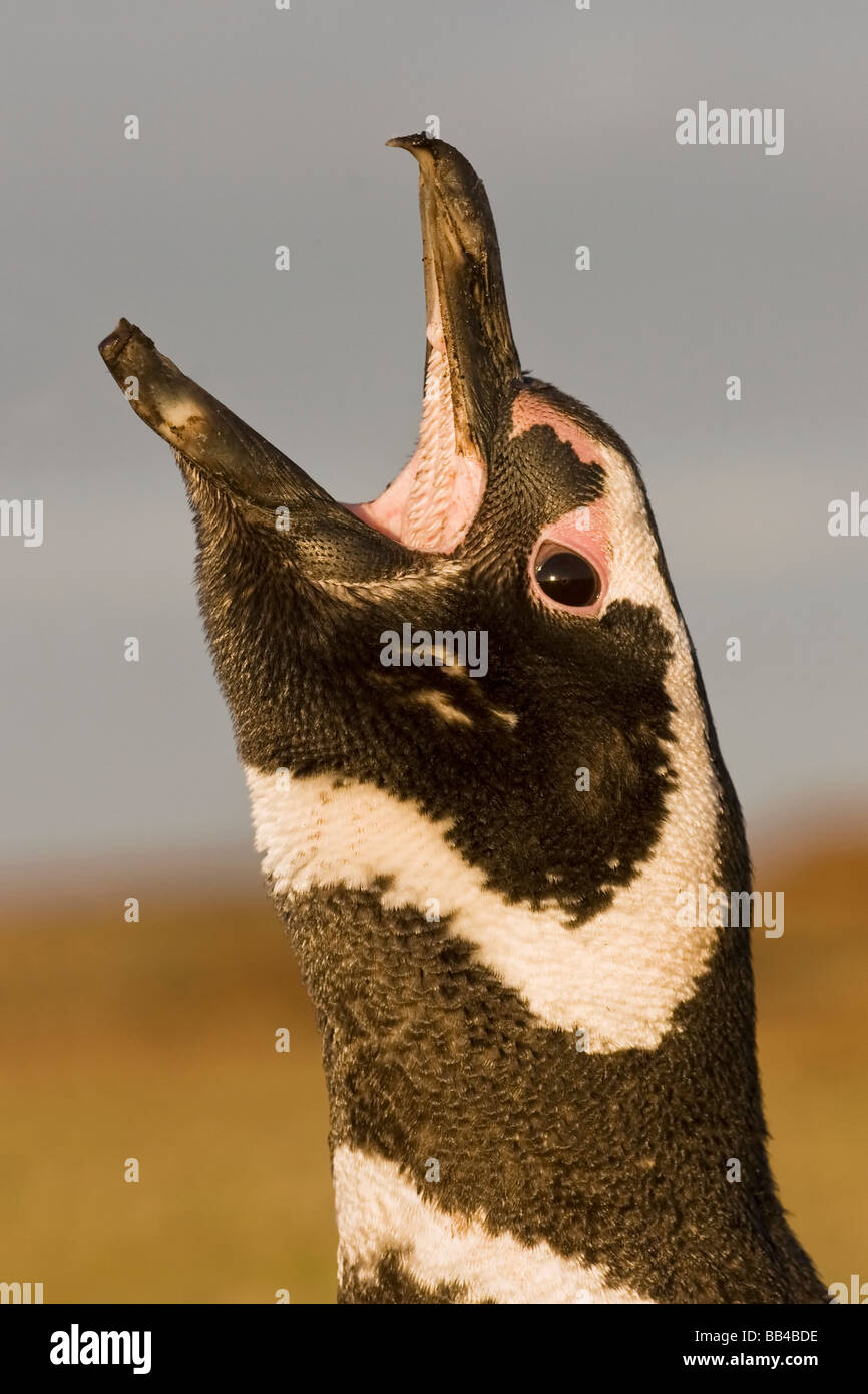 An adult Magellanic Penguin displaying Stock Photo