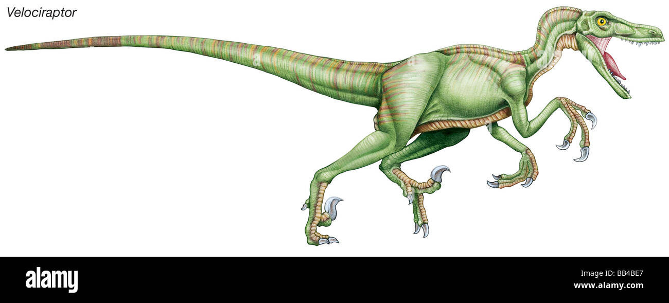 Velociraptor, 'quick plunderer,' a ferocious late Cretaceous predator with large sickle-shaped claws on its second toes. Stock Photo