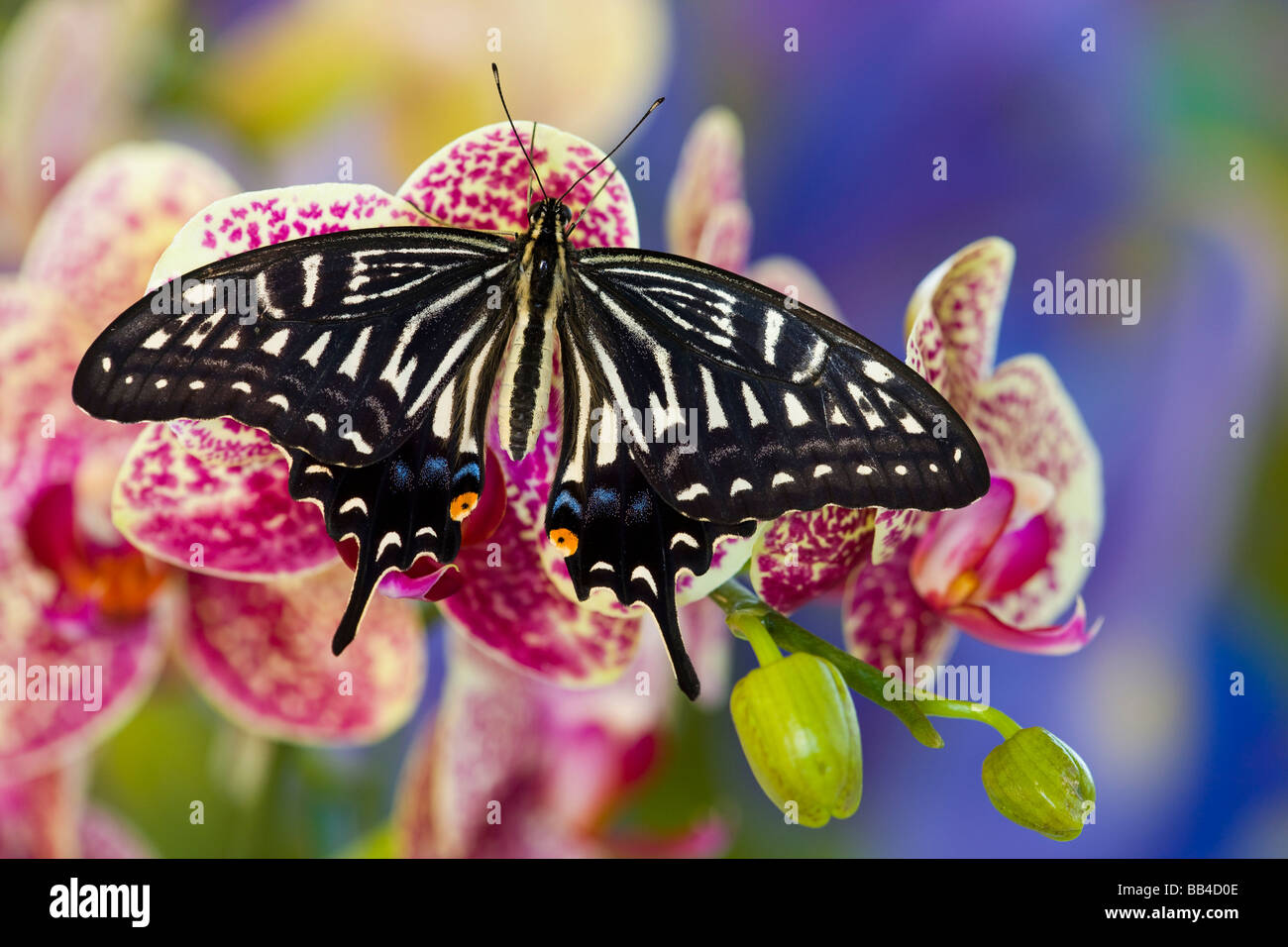 Sammamish, Washington Tropical Butterfly Photograph of Papilio xuthus ...