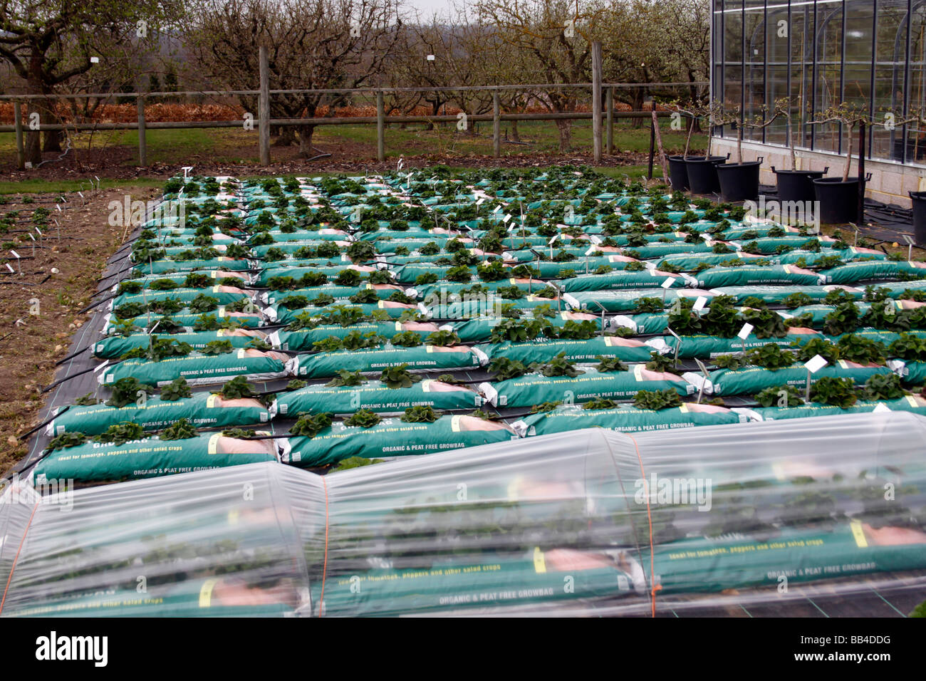STRAWBERRY PLANTS GROWING IN BAGS AT RHS WISLEY Stock Photo Alamy