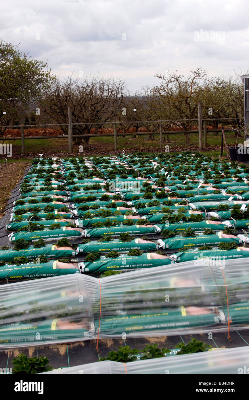 STRAWBERRY PLANTS GROWING IN BAGS AT RHS WISLEY. Stock Photo