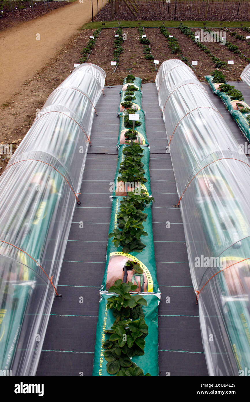 STRAWBERRY PLANTS GROWING IN BAGS AT RHS WISLEY Stock Photo Alamy