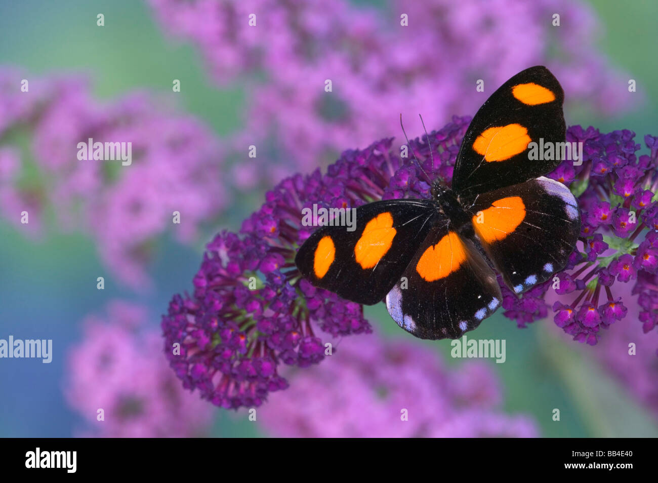 Mettmann butterfly Key West