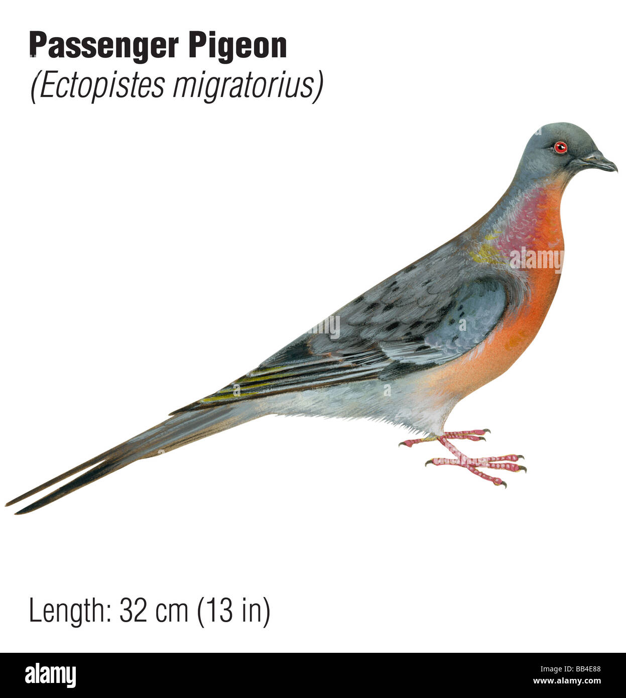 Passenger pigeon (Ectopistes migratorius) Stock Photo