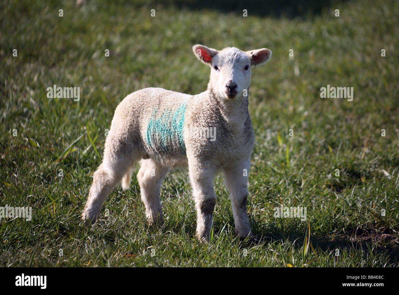 A solitary newborn Spring Lamb in a field Stock Photo - Alamy