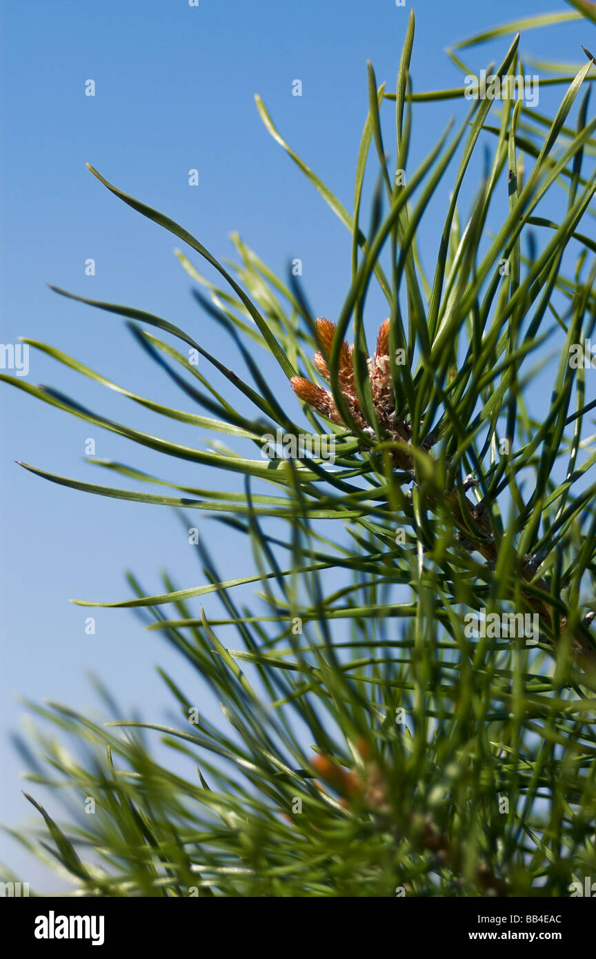 Closeup of a pine tree Stock Photo - Alamy