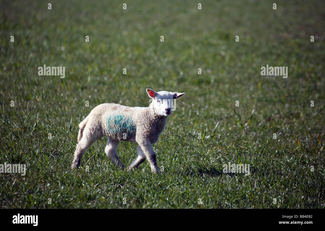 A solitary newborn Spring Lamb in a field Stock Photo - Alamy