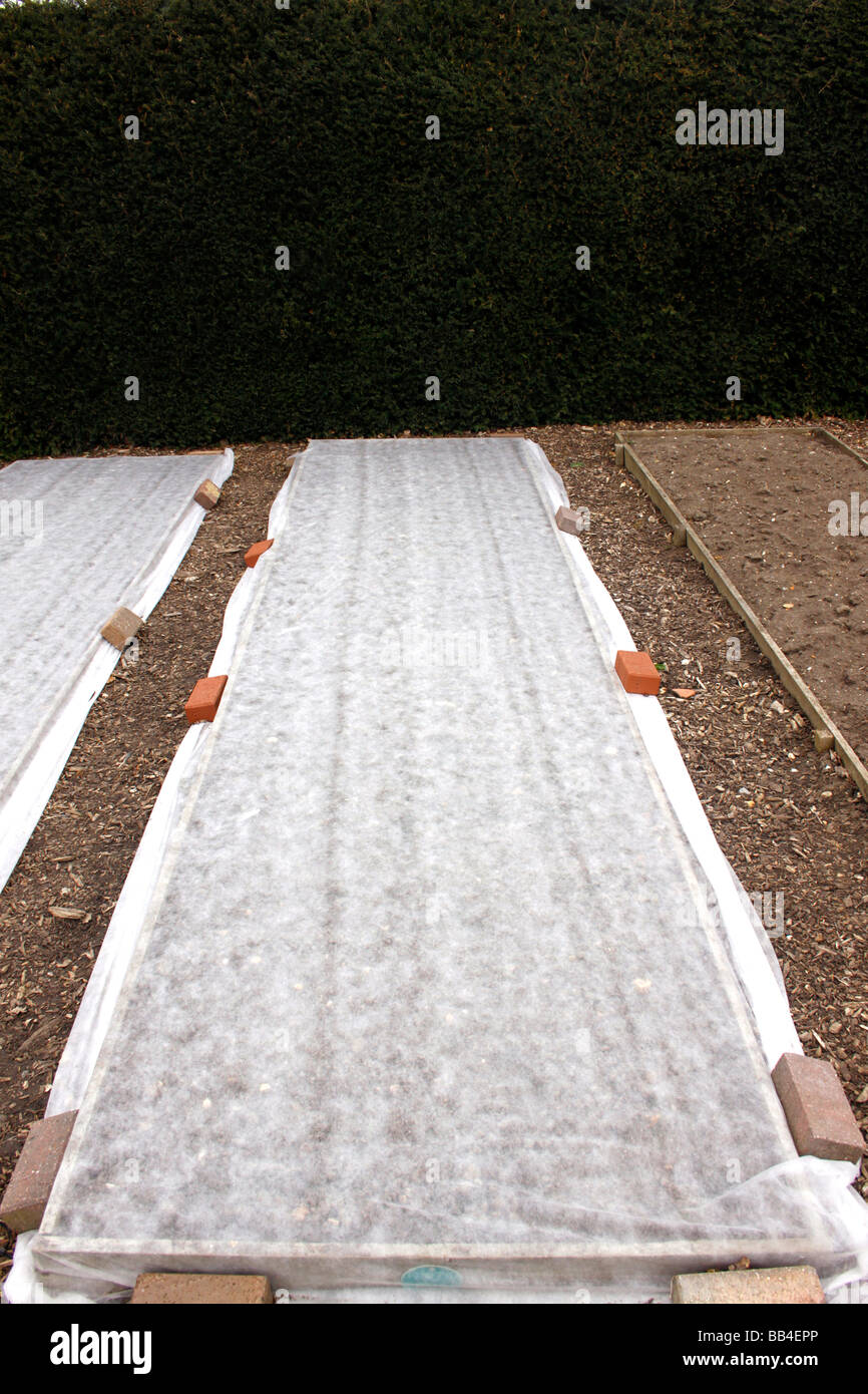 HORTICULTURAL FLEECE COVERING A VEGETABLE PATCH IN EARLY SPRING. RHS WISLEY. Stock Photo