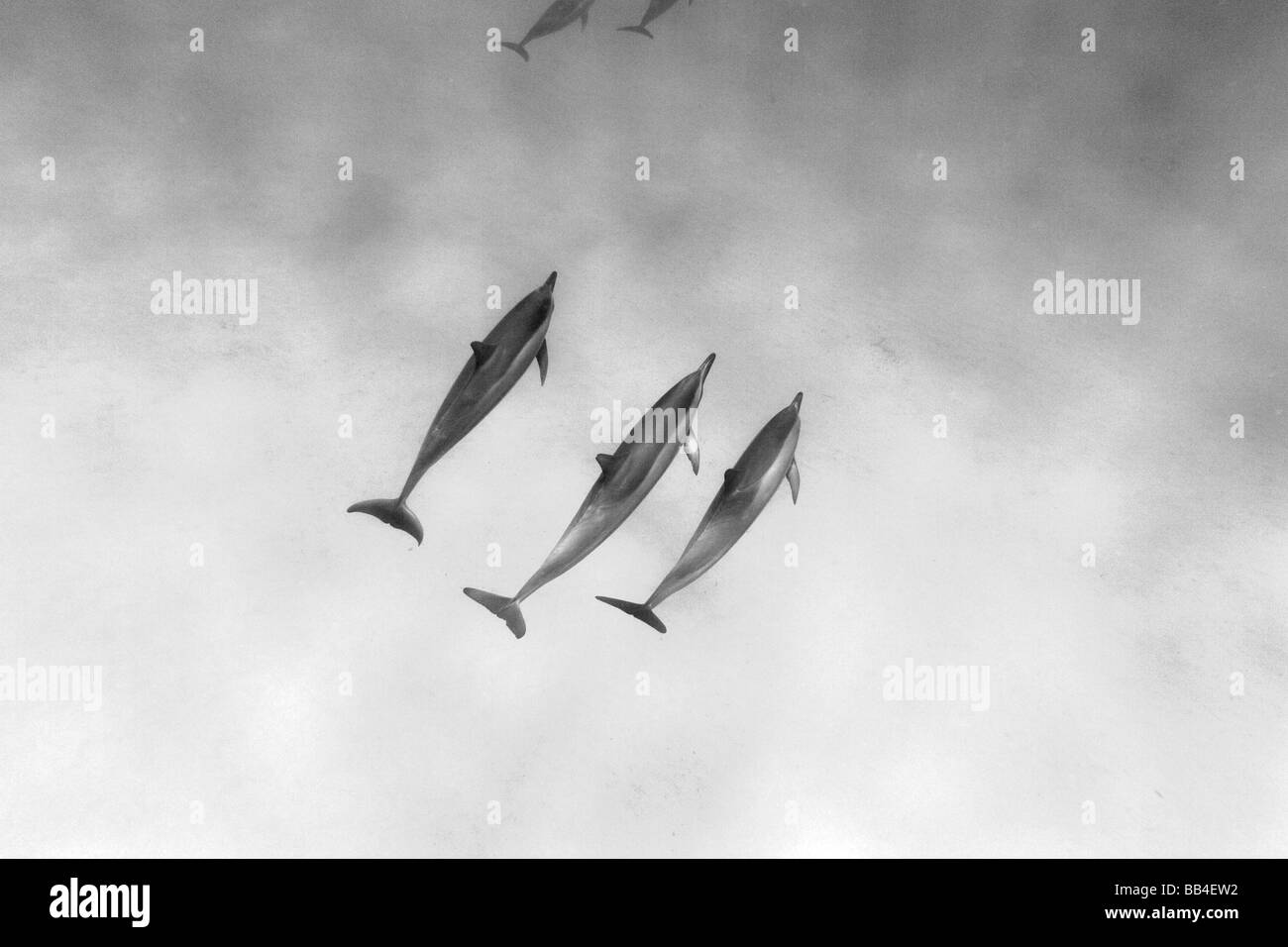 Spinner dolphins hires stock photography and images Alamy